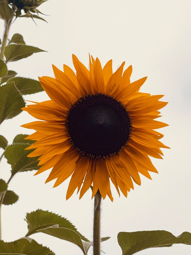 Sunflower Napa 2022 (elaine kearney)