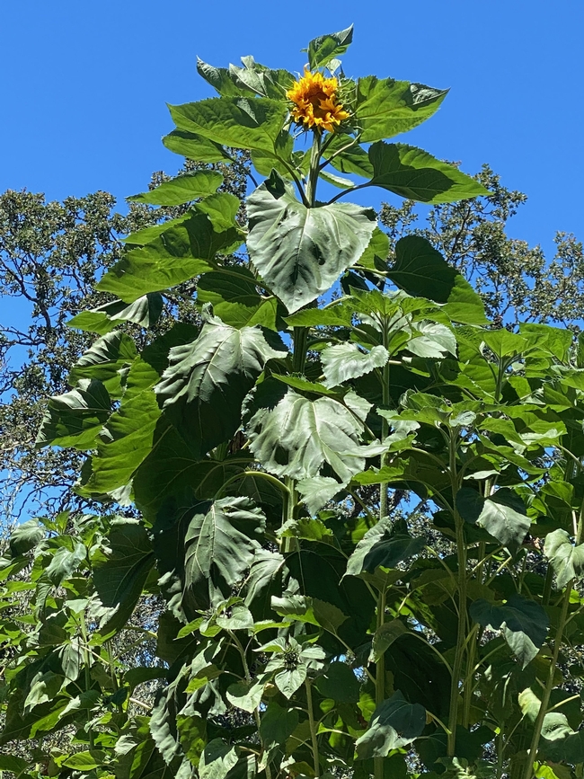My Sunflower Garden 2022 (elaine kearney)