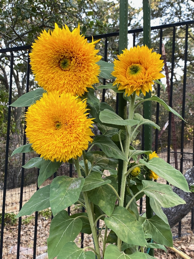 TeddyBear Sunflowers 2021 (elaine kearney)