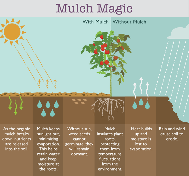 Can Mulch Prevent Weeds in Your Garden (greensocks.com.au)