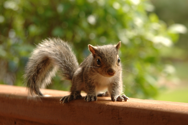 brown squirrle on a porch (Rod Dion, Pexels.com)