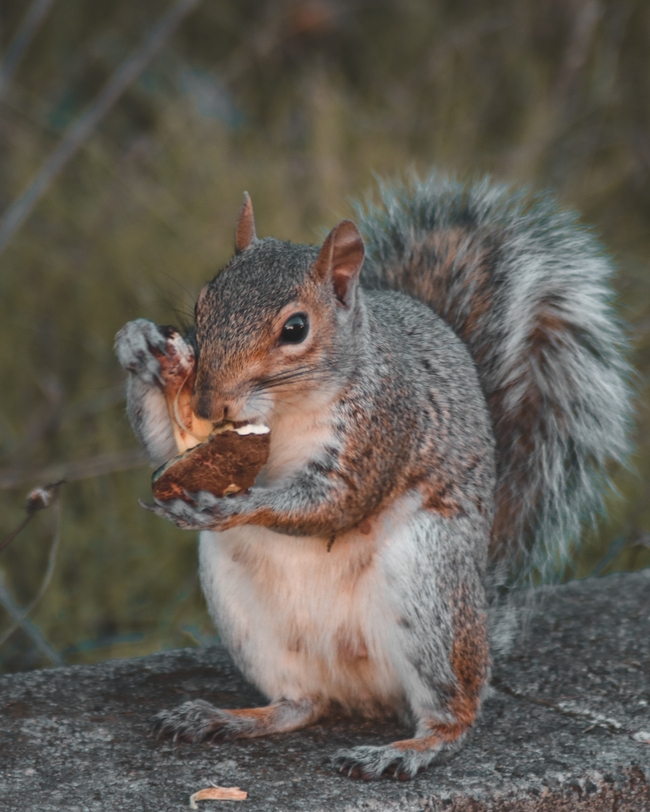 squirrle with nut (Davyd Bortnik, Pexels.com