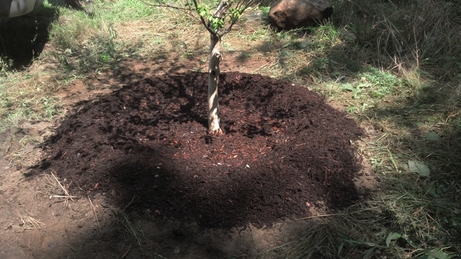 Protect Trees with Mulch Rings, Bark Mulch or Wood Chips  (cedarlawn.com)