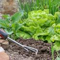 Sign up for Fall Vegetable Gardening Class Now! - The Stanislaus Sprout (ucanr.edu)