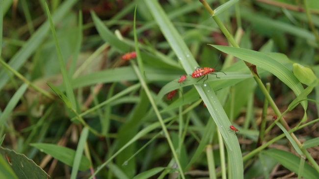Bugs in Your Lawn (greenteensclub.org)