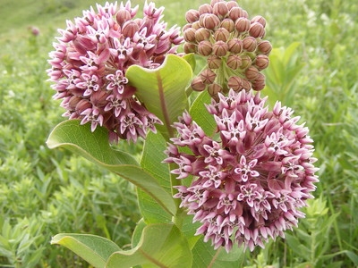 Common Milkweed (flickr.com USFWS Mountain-Prairie)