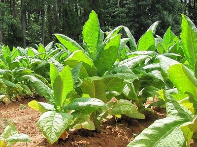 Tobacco Plant (flickr.com David Hoffman)