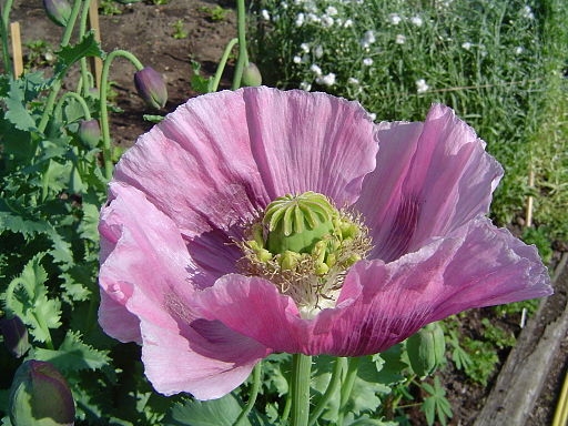 Opium Poppy (wikimediacommons.com