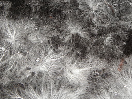 Mycelium (wikimedia.org)