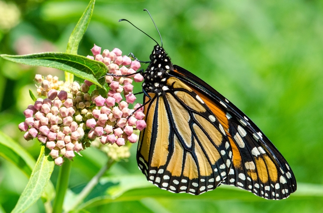 monarch butterfly on milkweed  (pics4learning.com)