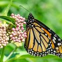 monarch butterfly on milkweed  (pics4learning.com)