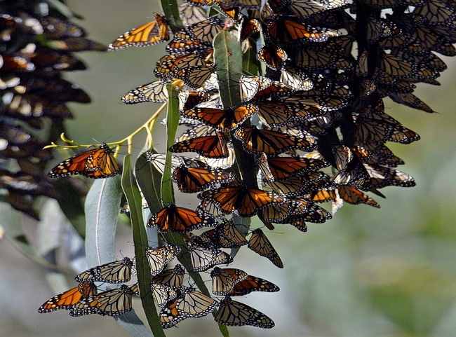 Milkweed planted in California to help monarch butterflies San Francisco San Francisco Chronicle (independent.co.uk)