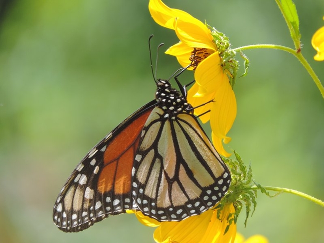 A monarch butterfly sipping the sweet nectar of a flower (photocontest.smithsonianmag.com)