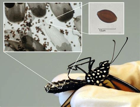 Ophryocystis elektroscirrha ( OE ) infection of a monarch butterfly Download Scientific  (researchgate.net)