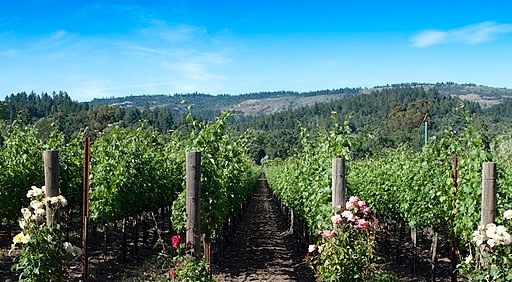 Napa Valley Vineyard Scene With Roses (commons.wikimedia.org - Rachel Towne)
