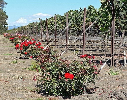 Napa vineyard with roses (wikimediacommons.org -Stan Sheb)