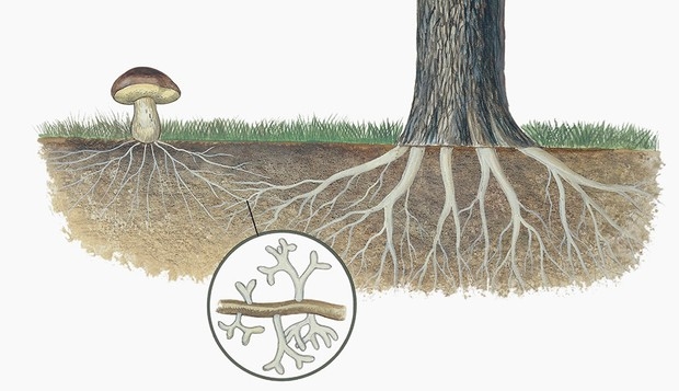 Mycorrhizal networks how trees talk through the wood-wide web (sciencefocus.com)