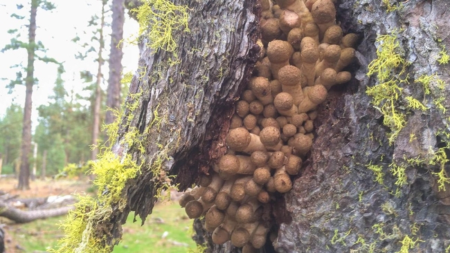 Oregon Humongous Fungus Sets Record As Largest Single Living Organism On Earth(OPB opb.org)