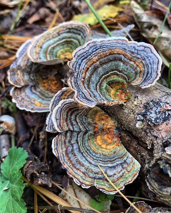 Our fave Turkey Tail (Trametes versicolor) is one of the most popular and widely researched (pinterest.com)