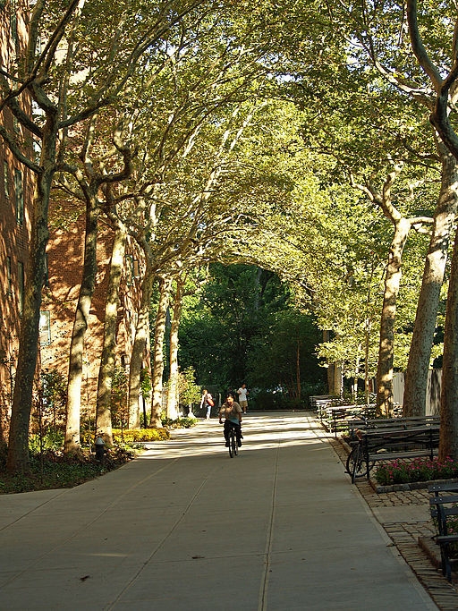 Beautiful tree canopy in New York (wikimedia.org)