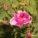 Bulgarian rose (wikimediacommons.org)