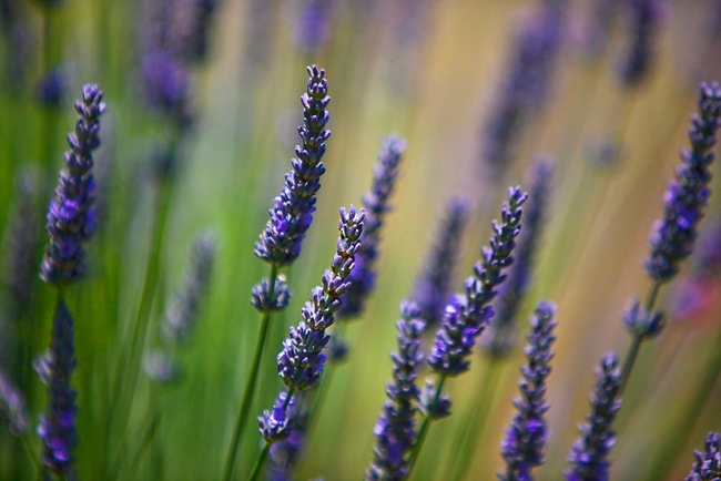 Lavender (flickr.com -Ian Sane)