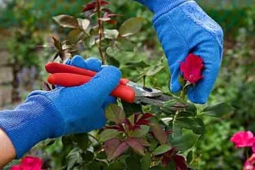 Winter Rose Pruning Tools and Equipments (kalliergeia.com)