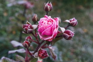 Winter Pruning of Rose Bushes (wet-tec.com)