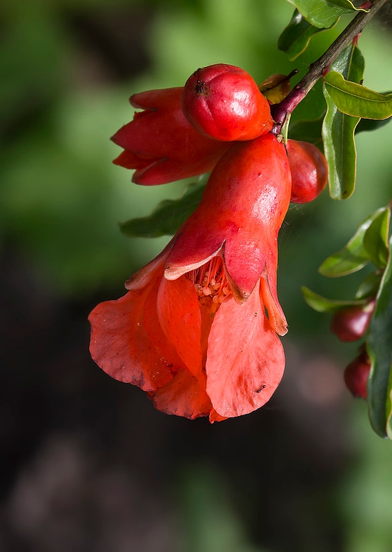 pomegranate flowers (flickr.com C Watts)