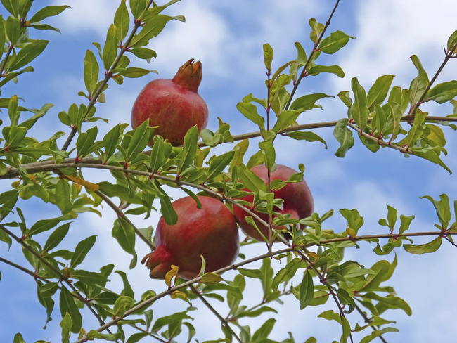 pomegranate on tree (rawpixel.com)