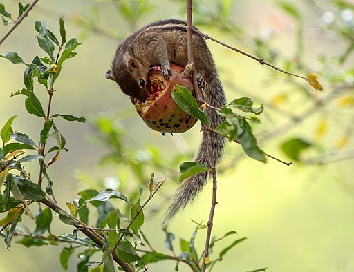 A tasty treat (wikimediacommons.org)