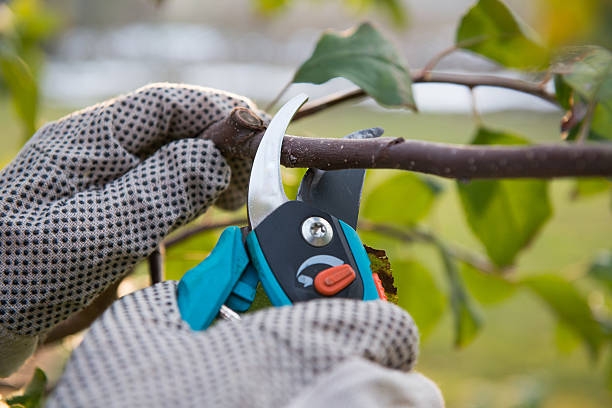 UC Master Gardeners of Napa County- Tips for Pruning Fruit Trees (napavalleylifemagazine.com)