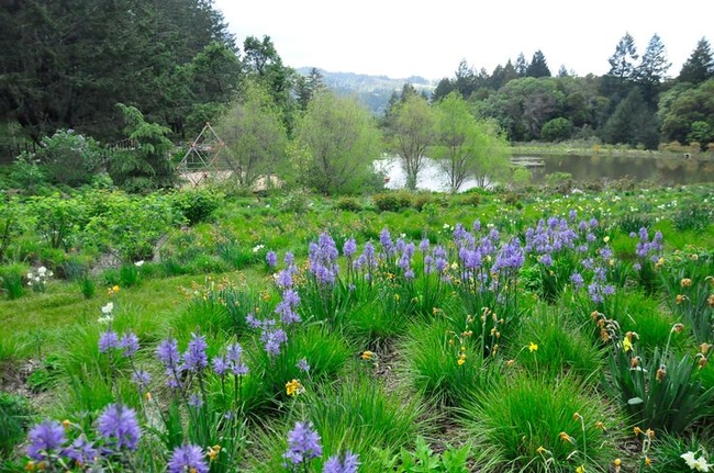 Napa County Residence Meadow garden, Bog garden, Native garden (pinterest.fr)