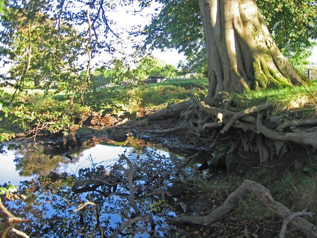 Exposed roots and standing water (wikimediacommons.org)