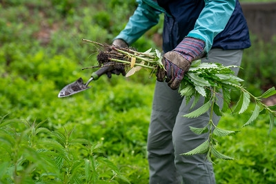 Pulling weeds (flickr.com Mississippi Watershed Management)