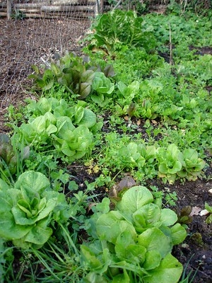 winter lettuce garden (flickr.com Irene Kightley)