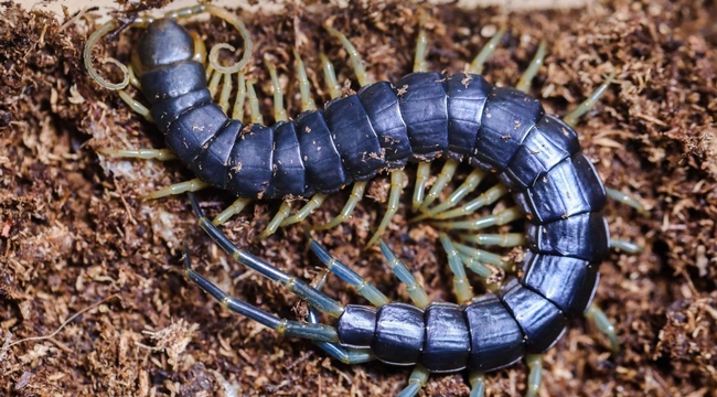 Blue Centipede (arachnoboards.com)