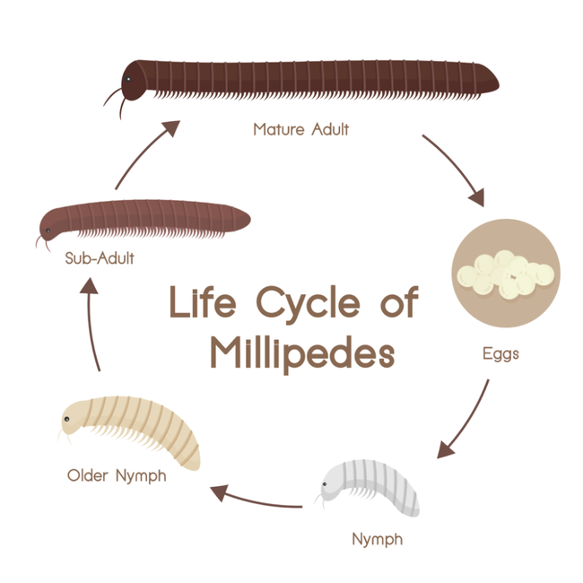 Life Cycle And Lifespan Of Giant Millipedes (pinterest.com)
