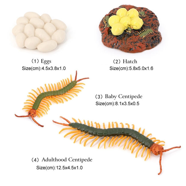 Centipede Life Cycle Figure(ciudaddelmaizslp.gob.mx)
