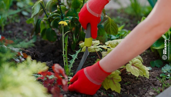 Top 10 Best Weeding Tools for a Healthy Garden In 2022 (ramresearch.org)