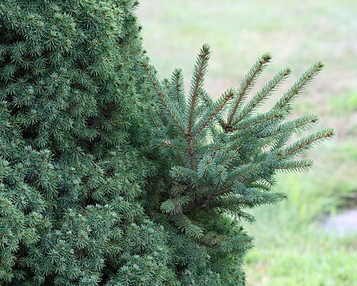 Foliage of a Dwarf Alberta Spruce (Picea glauca var. albertiana 'Conica'), with a branch showing reversion to the normal Alberta White Spruce growth habit (larger leaves and longer internodes). (wiki