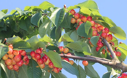 Rainier Cherries (Eric Hadley-Ives)