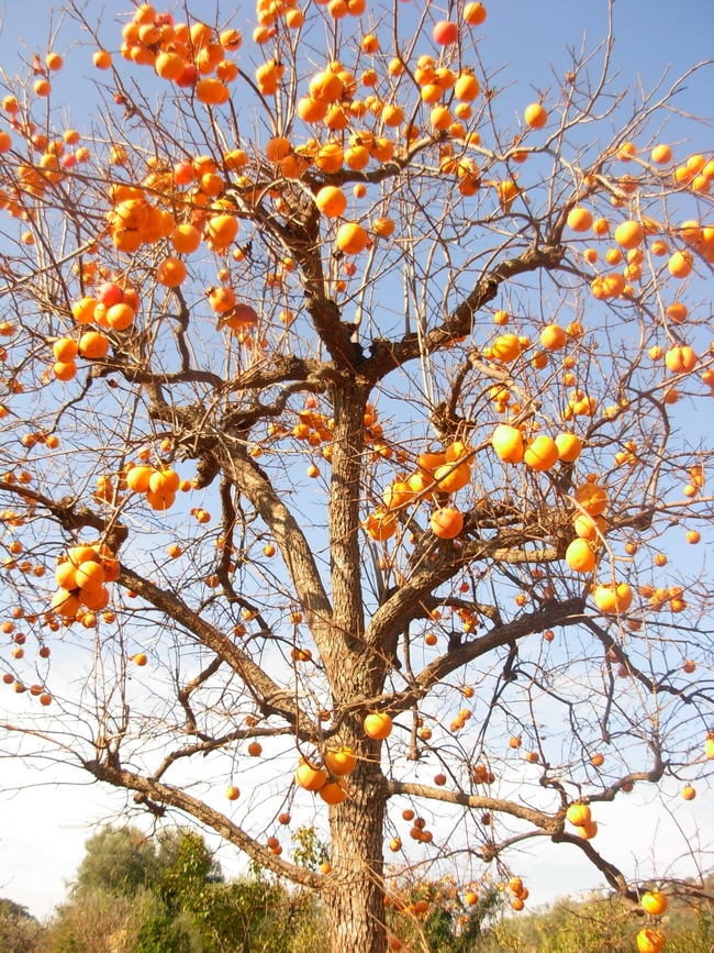 A giant persimmon tree (publicdomainpictures.net)