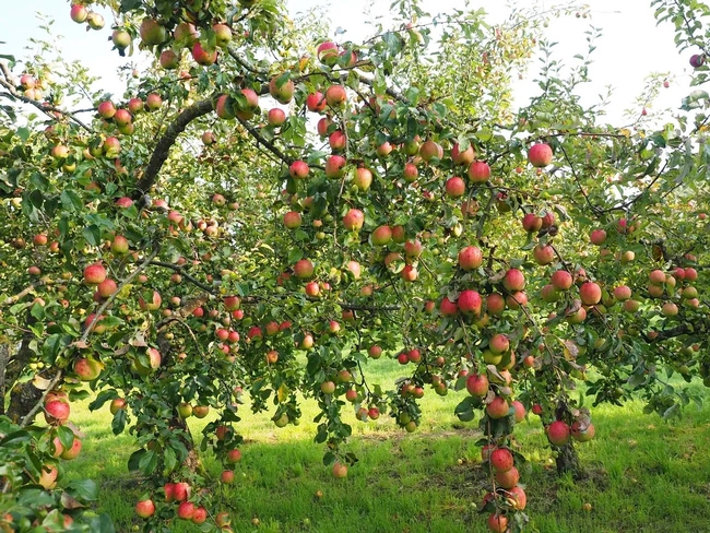 Keeping apple trees shorter and accessible (raxpixel.com) copy