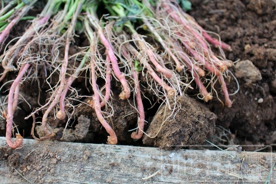 Planting Guide - Planting Sweet Potato Slips (digforyourdinner.com)