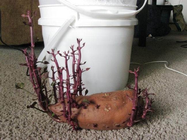 Growing Sweet Potatoes in 5 Gallon Buckets (fivegallonideas.com)