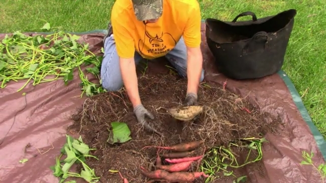 Harvesting 4 Types of Sweet Potatoes Grown in One Grow Bag (youtube.com)