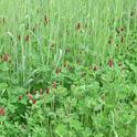 Crimson clover and rye as cool season cover crops (flickr.com UGA CAES Extension)