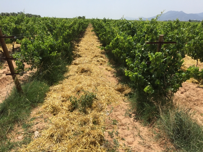 Straw mulch in vineyards to cover soil (cdn.imaggeo.egu.eu)