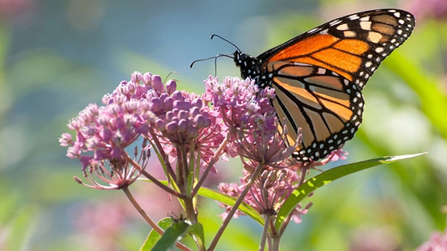 Monarch on milkweed (dnrt.org)